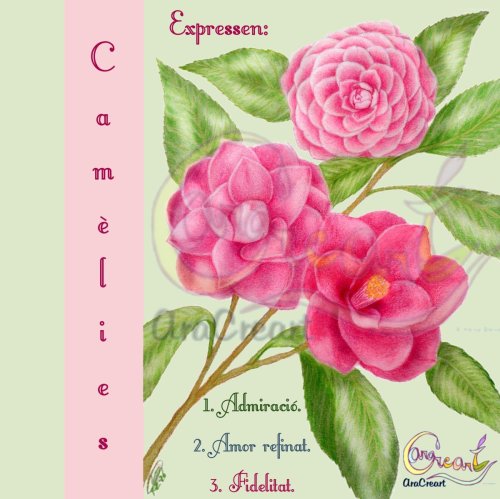 Camèlies d'amor per Sant Valentí (català)(digital)