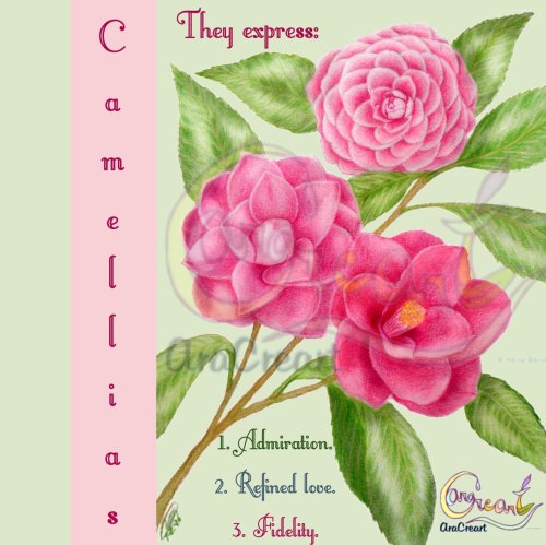 Camellias of love for Saint Valentines day (English)(digital)  